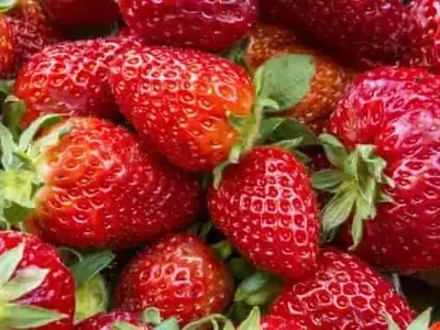 Maximización de la Cosecha de Fresas: Estrategias de Manejo Primaveral para un Rendimiento Óptimo