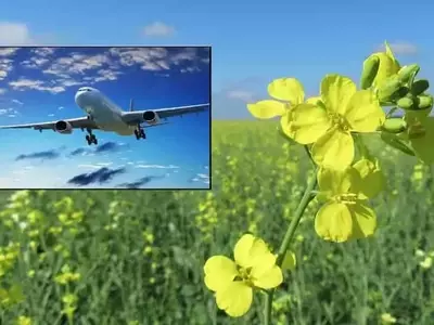 Crucíferas: La Cosecha de Invierno que Impulsa la Energía Renovable en Argentina