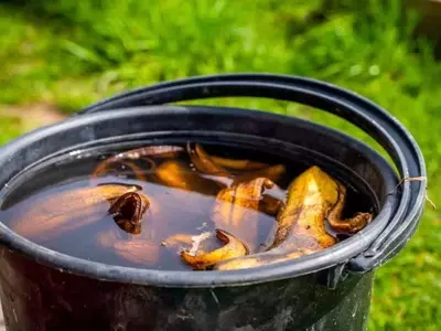 Cáscaras de Plátano Potencian el Crecimiento de Cultivos