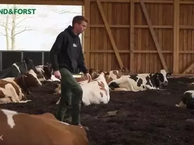 Establo de Compost: Innovación para el Bienestar Bovino y la Eficiencia Rural