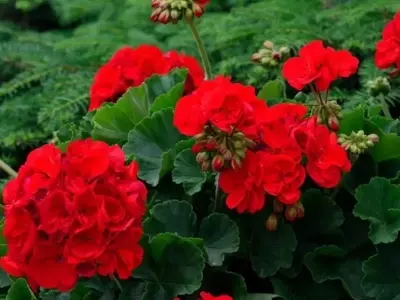 El Método Secreto de la Abuela para un Jardín de Geranios Exuberantes