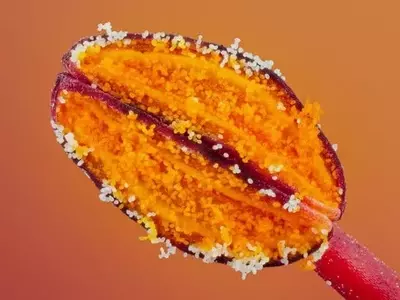 El Vital Rol del Polen en la Naturaleza y la Agricultura