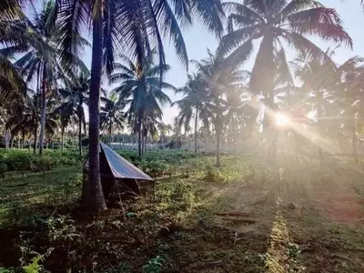 Menos es más: La revolución sostenible en el cultivo de coco