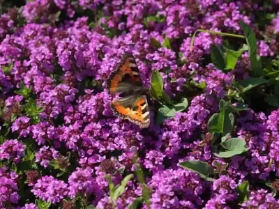 La cobertura del suelo con plantas: una técnica natural para reducir la maleza en el jardín