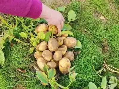 Evitando Errores Críticos para una Cosecha de Patatas Exitosa