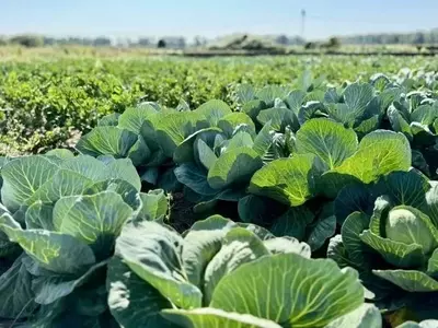 Innovación Agrícola: Estabilización de Rendimientos Hortícolas Mediante Labranza en Franjas y Acolchado de Centeno
