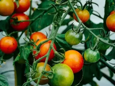 Descubrimiento de Hongos de Suelo Ofrece Estrategias Novedosas para Potenciar Cultivos de Tomate