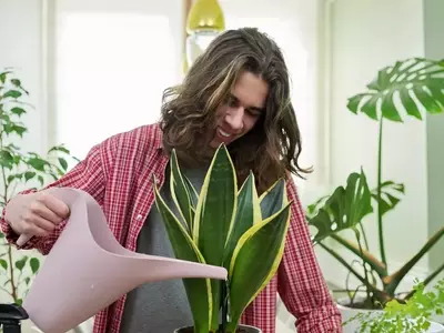 Guía Completa para Revivir Plantas Afectadas por el Sol y Prevenir Daños Futuros