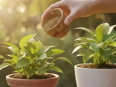 Transformando Residuos: El Potencial de la Yerba Mate en la Jardinería Sostenible