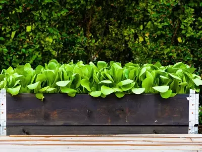 Guía Definitiva para el Cultivo de Pak Choi en Macetas: Nutrición, Cuidado y Cosecha