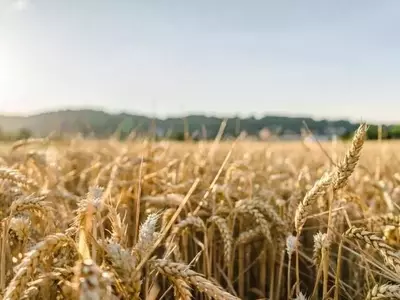 El Trigo: Un Pilar Alimentario Global Amenazado por el Clima Cambiante