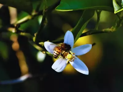 Polinizaci&oacute;n del Aguacate: El Creciente Impacto de los Insectos Silvestres en Chile