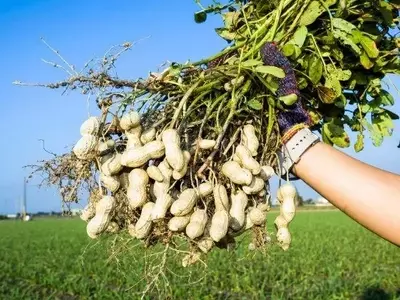 Avance Revolucionario: Genomas Completos de Maní Descifrados sin Brechas