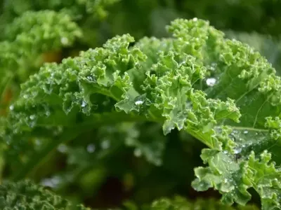 Cultivo de Kale en Casa: Una Guía Completa para el Superalimento de Moda