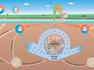 El Nitrógeno del Suelo: La Clave Oculta para la Eficiencia de los Fertilizantes en el Cultivo de Arroz