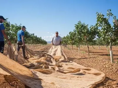El auge del pistacho en Castilla-La Mancha: liderazgo, desafíos y perspectivas futuras
