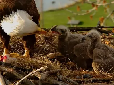 Eagle Nest Cameras: A Digital Community's Passion for Avian Life