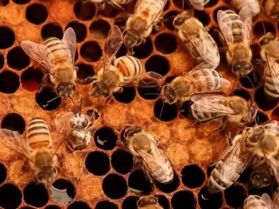 El otoño: Crucial para la apicultura y el futuro de la producción de miel