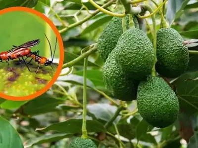 Detectan Nueva Plaga en Cultivos de Palta de la Amazonía Peruana