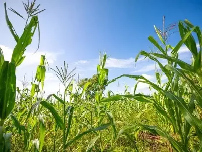 Arroz con Proteína Mejorada: Clave Contra el Hambre Oculta y para la Sostenibilidad