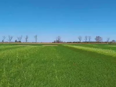 Leguminosas: clave para optimizar el nitrógeno en cultivos de maíz