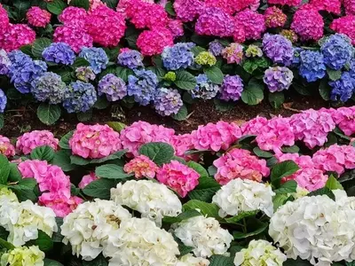 Hortensias: El Regalo Floral Ideal para Embellecer Cualquier Jardín