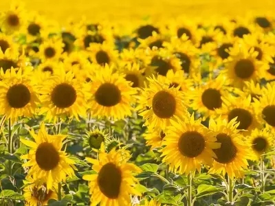 Guía Definitiva para el Cultivo Exitoso de Girasoles de Tamaño Colosal