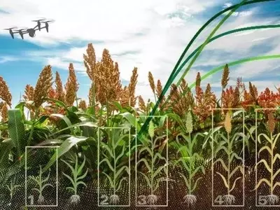 Drones revolucionan la genética del sorgo al detectar genes de altura en tiempo real