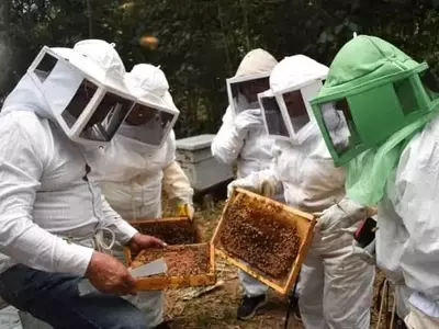 Polinizadores en Riesgo: Amenaza Crítica para la Biodiversidad y Agricultura Mexicana