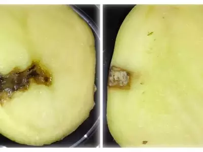 Innovador péptido sueco CS5 contra el tizón tardío de la papa y el tomate