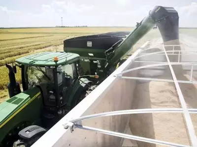 Mejora de la calidad molinera del arroz: Un imperativo económico y agronómico