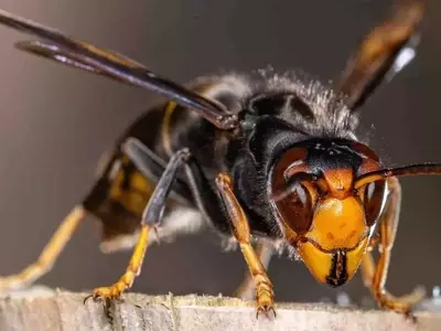 La Avispa Asiática: Una Amenaza Creciente para la Apicultura Alemana y la Biodiversidad Europea