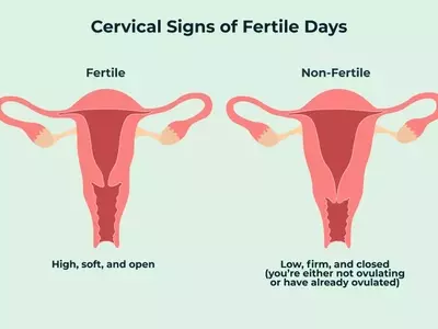 Understanding Your Cervix: A Guide to Self-Examination