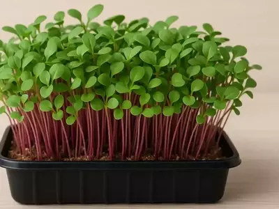 Microvegetales: Pequeños Brotes, Grandes Beneficios