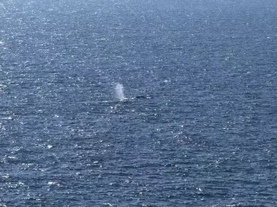 Timmy, the Humpback Whale, Returns to the Ocean After Weeks of Stranding