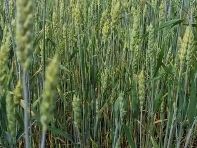 La sequía en Alemania: un desafío doble para los cultivos de cereales