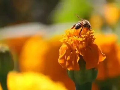 La Lucha de México Contra el Ácaro Varroa para Proteger la Apicultura