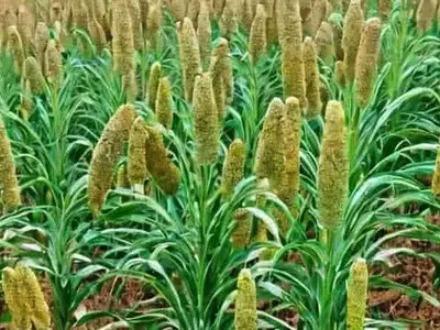 El Mijo Emerge Como Solución Agrícola Clave Ante la Sequía y la Necesidad de Alimento Animal