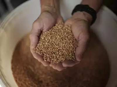 Mallorca Redescubre sus Raíces Agrícolas: El Resurgimiento de los Cereales Tradicionales
