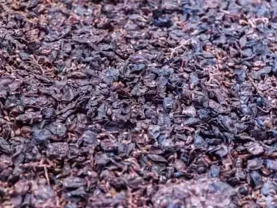 Transformación de Orujo de Uva en Alimento Ganadero: Un Enfoque Circular en Castilla-La Mancha