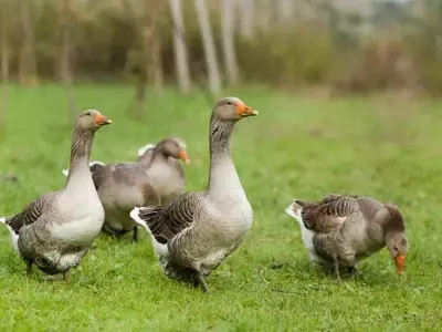 Innovación Canadiense: Residuos de Ganso Transformados en Fertilizante y Proteína