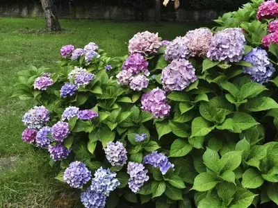 Secretos para la Floración Abundante de tus Hortensias