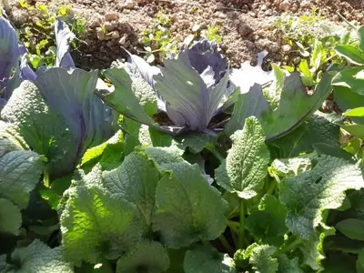Mejora tu huerto: El poder de la asociación de ajos, cebollas y puerros para una cosecha ecológica