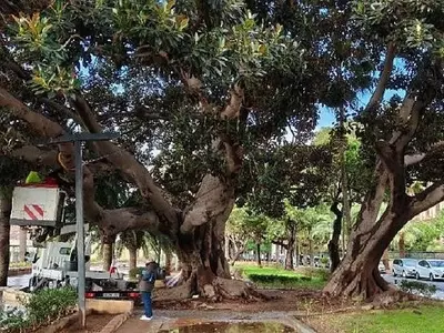 Almería Refuerza la Estabilidad de sus Ficus Monumentales en el Parque Nicolás Salmerón