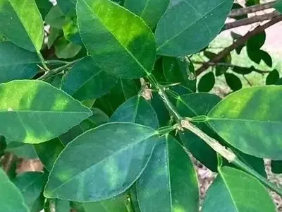Alerta Crítica: Plaga de Clorosis Nerval Devasta Limoneros en la Comunidad Valenciana