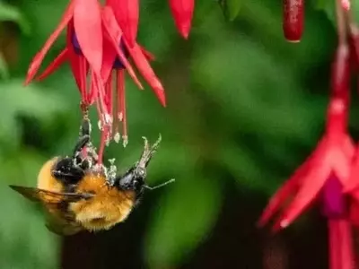 Chile: Abejorro Gigante al Borde de la Extinción por Medidas Sanitarias