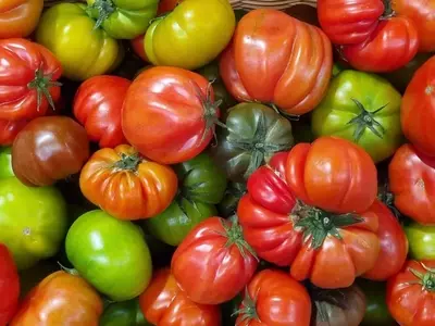 La Resurrección del Tomate Ancestral: Un Viaje a Través del Sabor Perdido