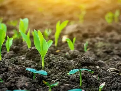 Mejorando la Productividad Agrícola con Bioestimulantes