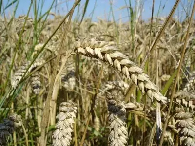 Trigo Híbrido: La Revolución Genética en la Resistencia a Enfermedades Fúngicas