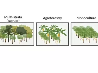 El cultivo de cacao en selvas tropicales: Un aliado para el suelo y el clima